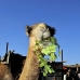 camel_embaba_cai_v_0078_egy0341.jpg